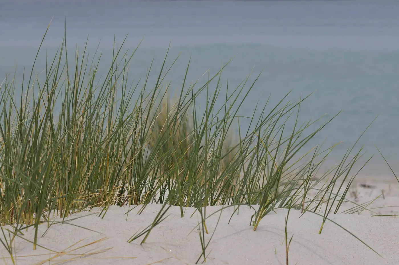 Tall green grass grows out of a sandy beach, with the sea in the background. The water is calm, displaying varying shades of blue and green, while the sky above is clear, creating a serene coastal scene.