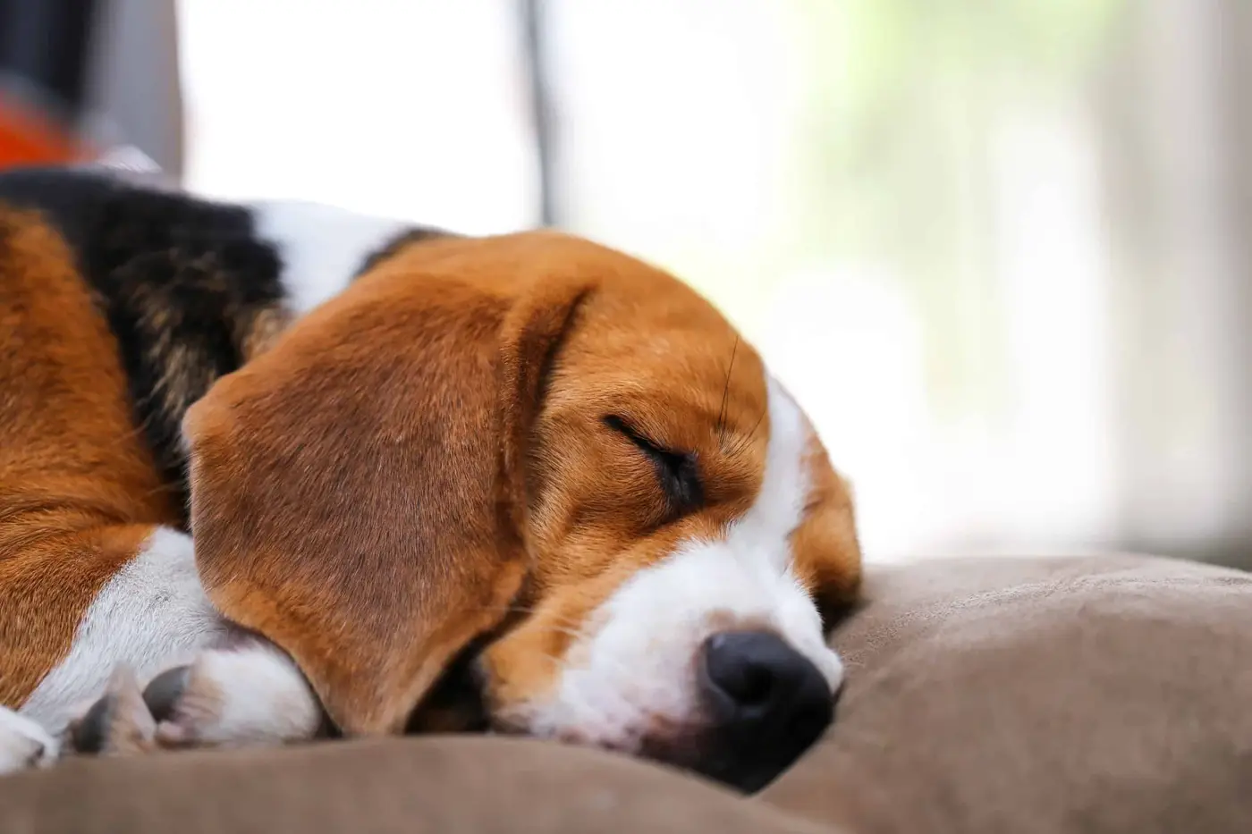 99000685_m_normal_none A dog asleep on a pillow