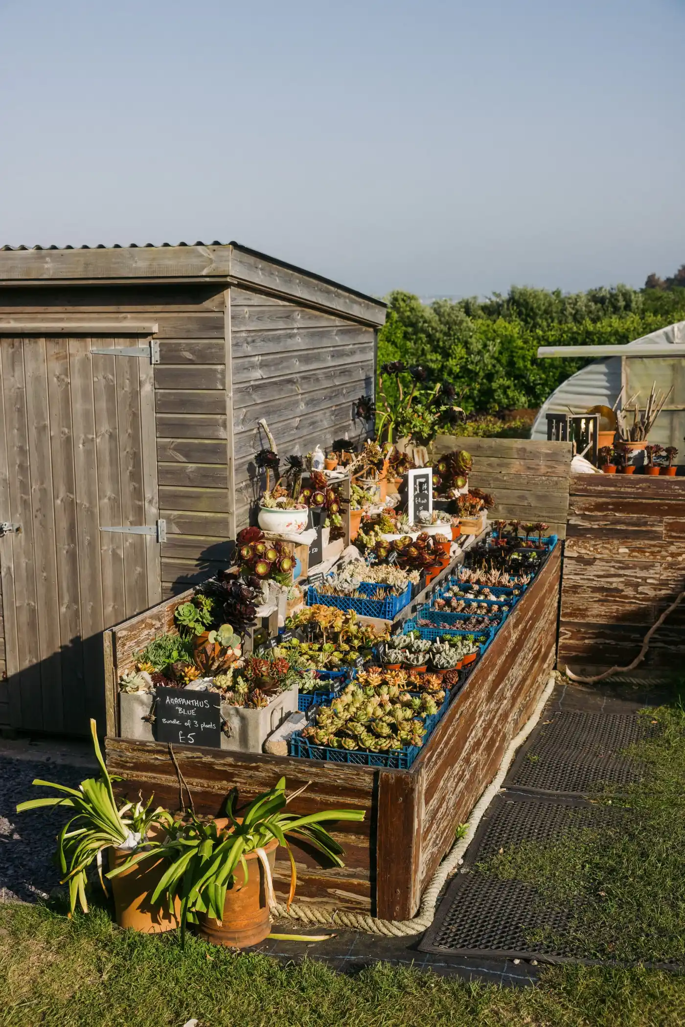 A wooden shed next to a raised garden bed filled with potted succulents for sale, with a small sign displaying prices. Greenery and blue sky are in the background.