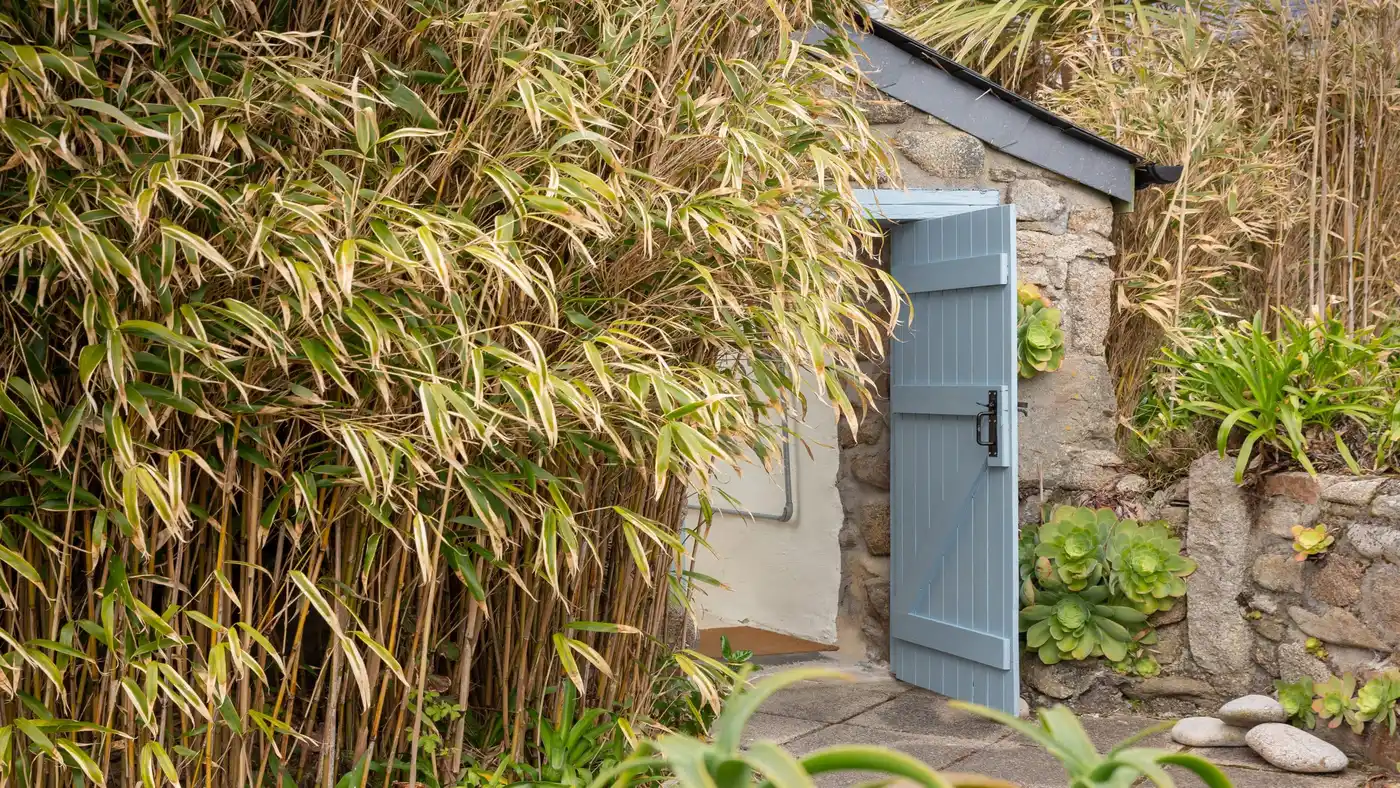 A small stone building with a blue wooden door is partially hidden by tall, dense bamboo plants. The path leading to the door is paved, and there are some green plants around the entrance.