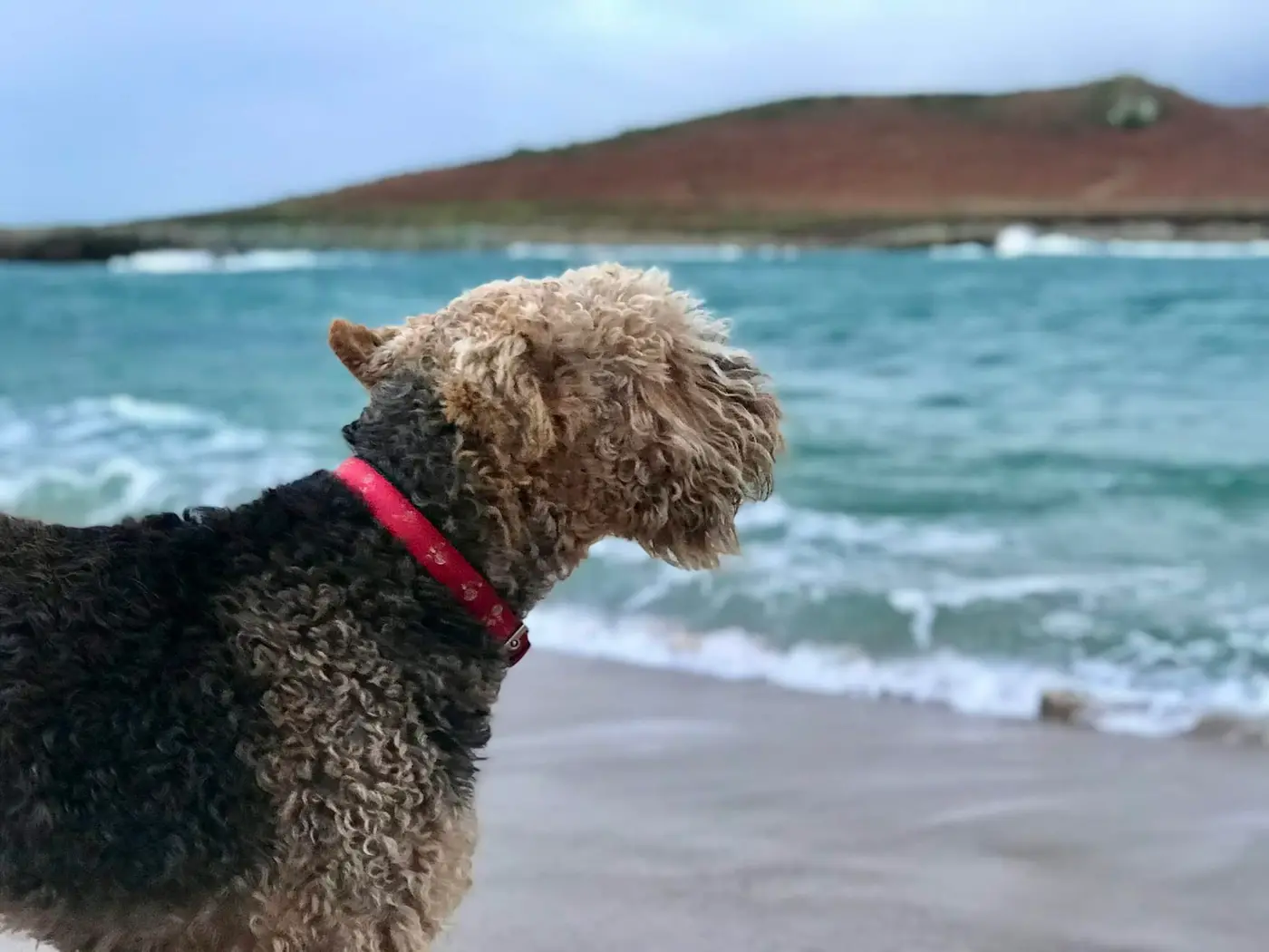 IMG_2840 An Airedale Terrier dog looking out at a wintery looking sea
